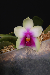 Phal. Bellina Eye-Candy HCC